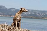 WHIPPET 038